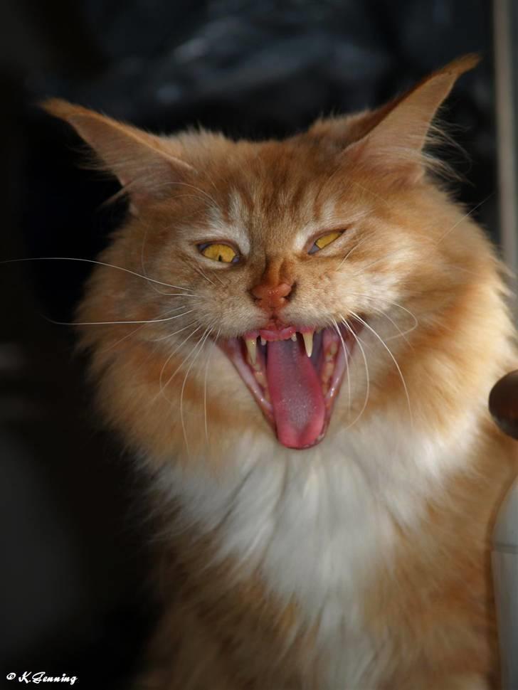 Maine Coon DK Thessen Rosita billede 18