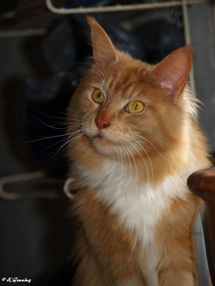 Maine Coon DK Thessen Rosita billede 19