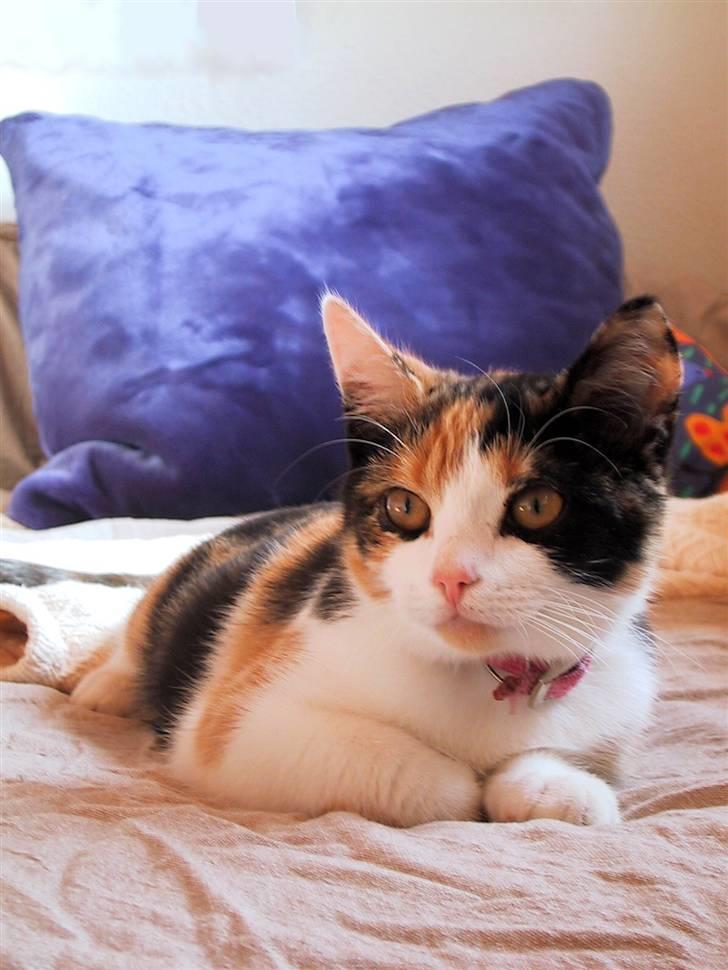 Blanding af racer Billis - 1 | Billis 27 / 10 07 - Bel´mis billede 1