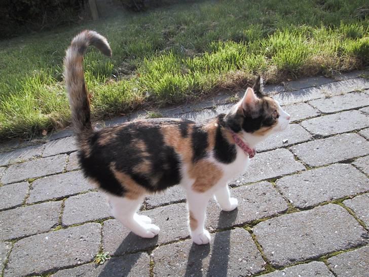 Blanding af racer Billis -  2 | Bellis 27 / 10 07 - Belle billede 2