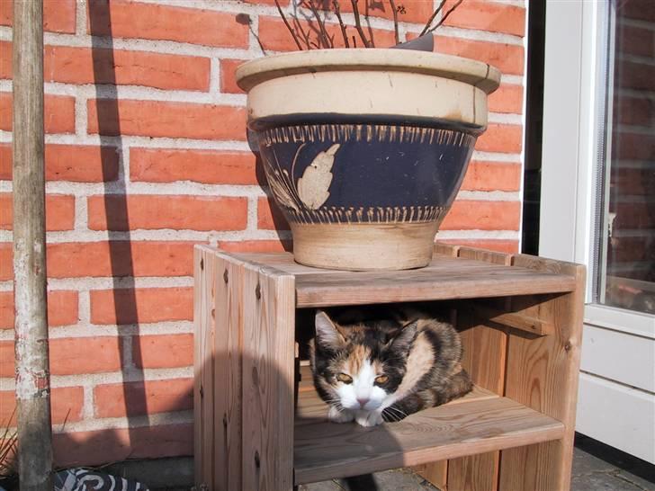 Blanding af racer Billis - 3 | Bellis 27 / 10 07 - Man gemmer sig :) billede 3