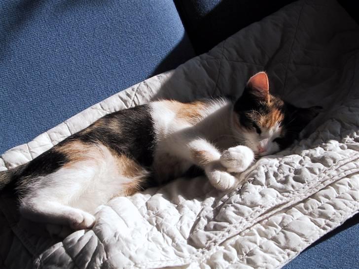 Blanding af racer Billis - 4 | Bellis 27 / 10 07 - Sover :) billede 5