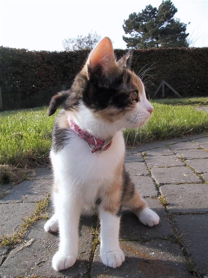 Blanding af racer Billis - 5 | Bellis 27 /10 07 - Model ?! billede 6