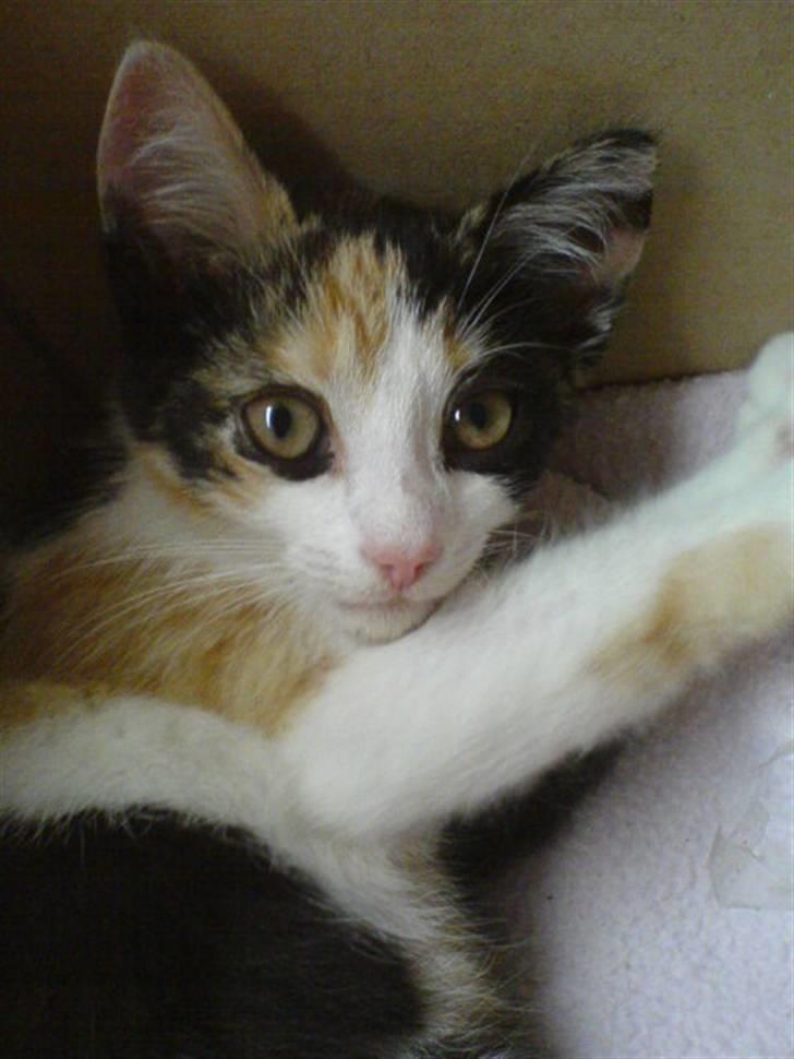 Blanding af racer Billis - 6 | Bellis - Baby´Belis  billede 7