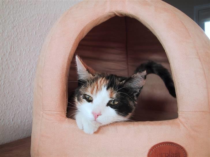 Blanding af racer Billis - 7 | Bellis 27 / 10 07 - Tager sig lige en lur i sin hule :) billede 8