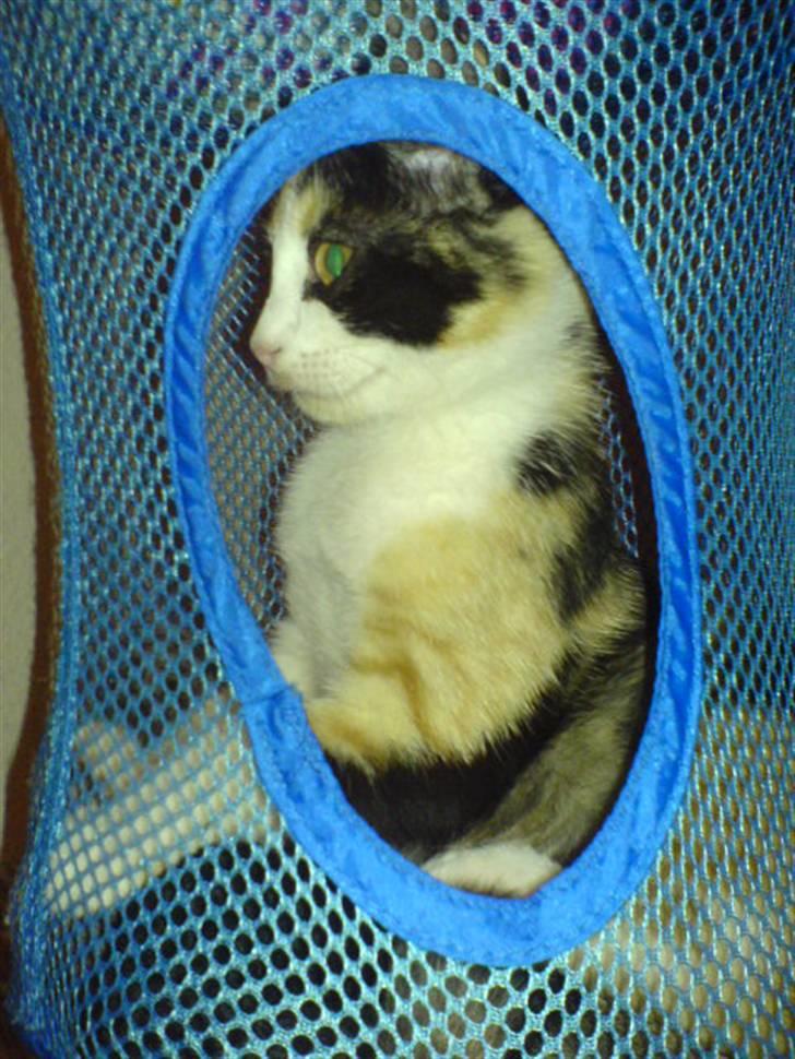 Blanding af racer Billis - 8 | Bellis - Sidder i Ikea tingen :) billede 9