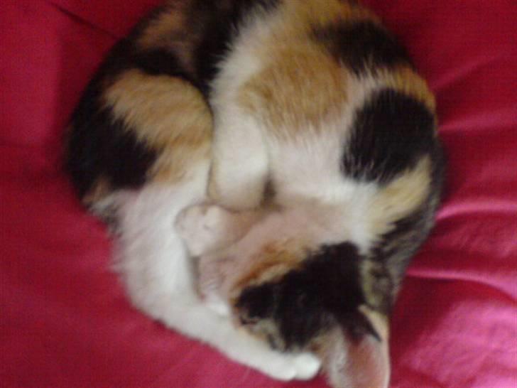 Blanding af racer Billis - 9 | Bellis - BabyBellis billede 11