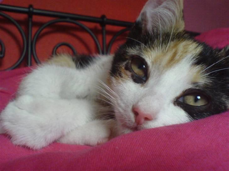 Blanding af racer Billis - 10 | Bellis - BabyBellis billede 12