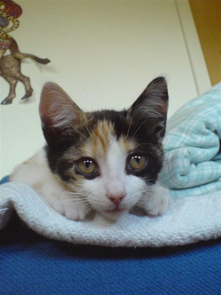 Blanding af racer Billis - 12 | Bellis - BabyBellis billede 13