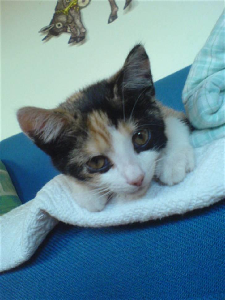 Blanding af racer Billis - 13 | Bellis - BabyBellis billede 14