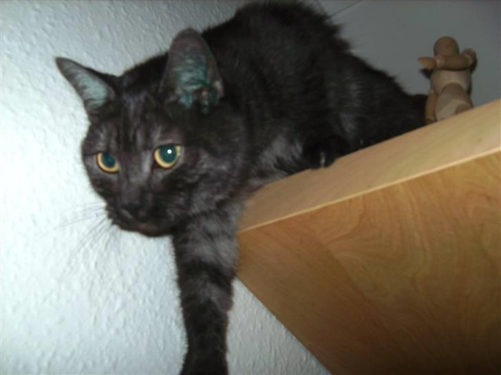 Blanding af racer Tiamo billede 1