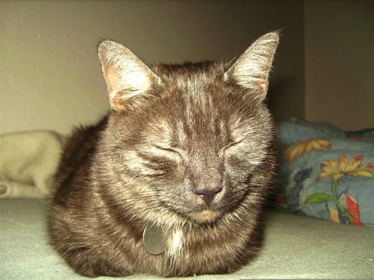 Blanding af racer Tiamo billede 2