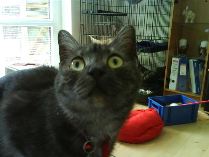 Blanding af racer Tiamo billede 3