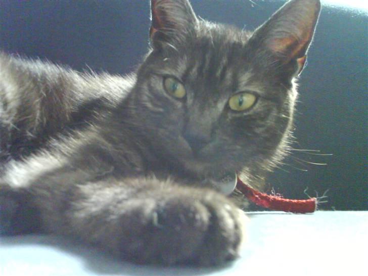 Blanding af racer Tiamo billede 4