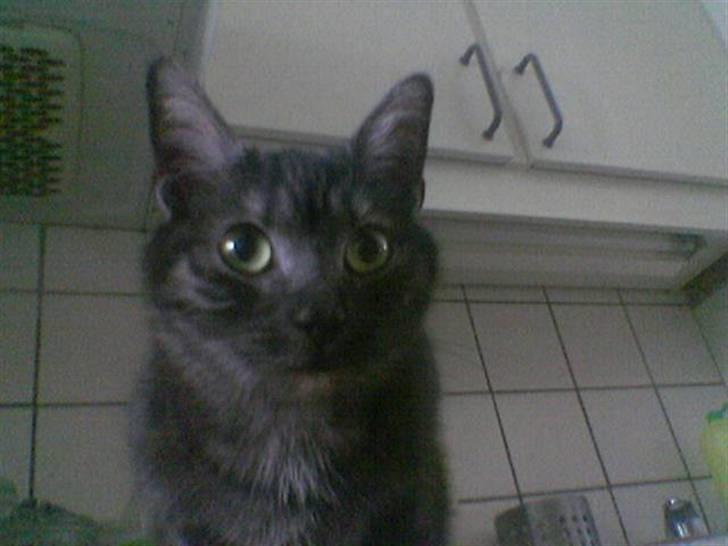 Blanding af racer Tiamo billede 5