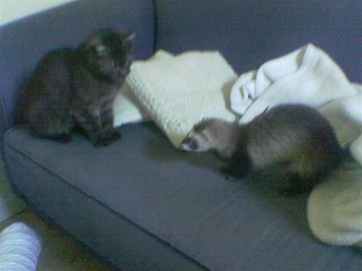 Blanding af racer Tiamo billede 6