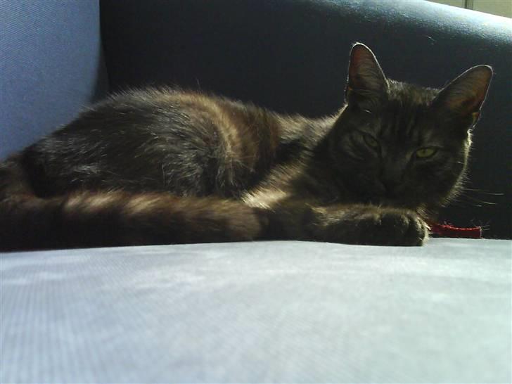 Blanding af racer Tiamo billede 7