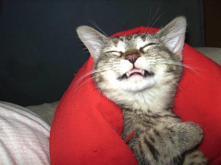 Blanding af racer Lille miss billede 1