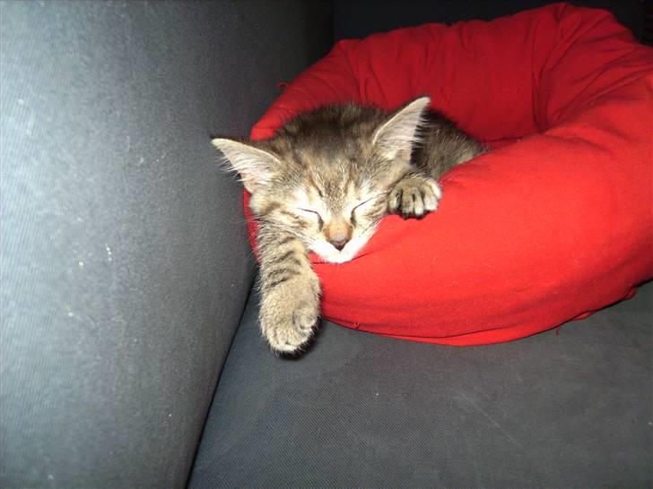 Blanding af racer Lille miss - Zzzzz billede 2