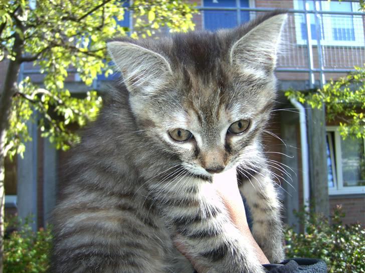 Blanding af racer Lille miss billede 3