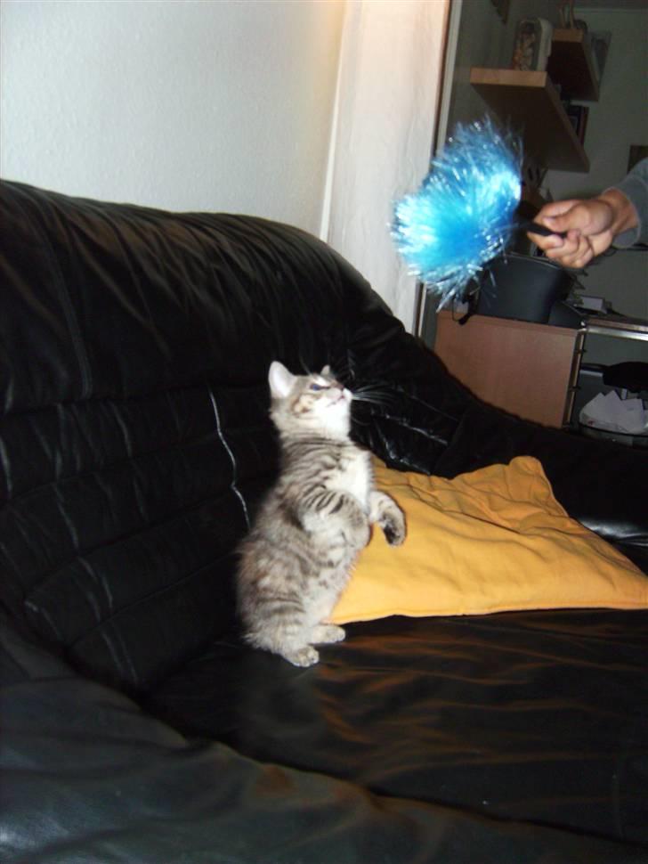 Blanding af racer Lille miss billede 4