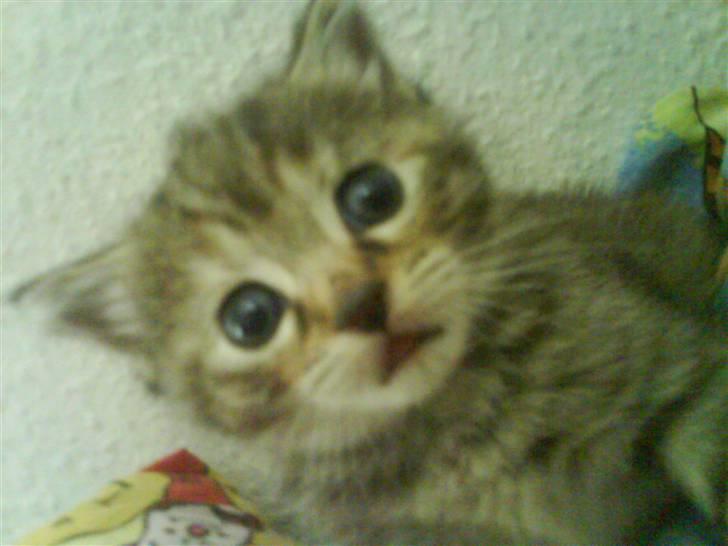 Blanding af racer Lille miss billede 5