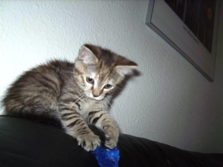 Blanding af racer Lille miss billede 6