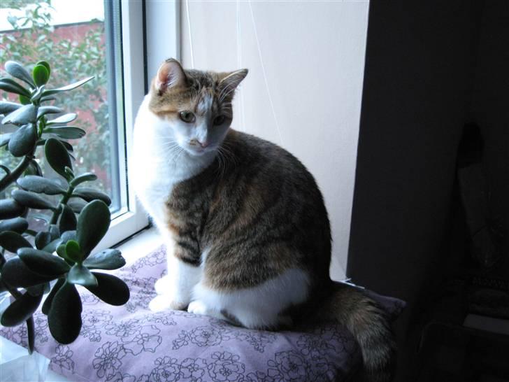Huskat Emily - Jeg sidder lige og er lidt smuk i lyset fra vinduet. billede 8