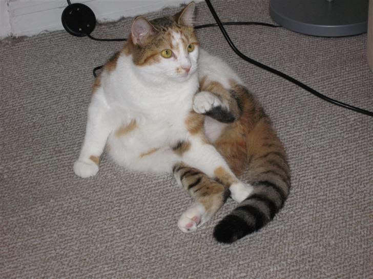 Huskat Emily - Hvem siger at katte ikke kan dyrke yoga?! billede 9