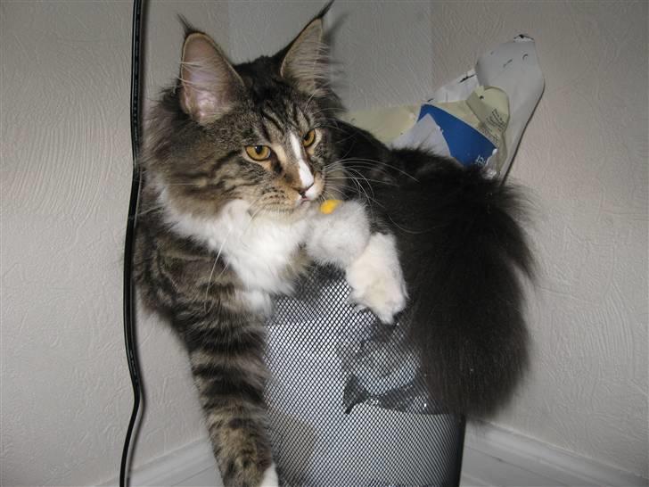 Maine Coon Victor - Skraldespandskat! billede 9