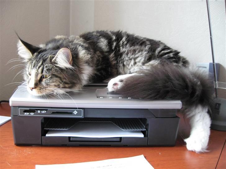 Maine Coon Victor - Jeg passer godt på den nye printer! billede 10