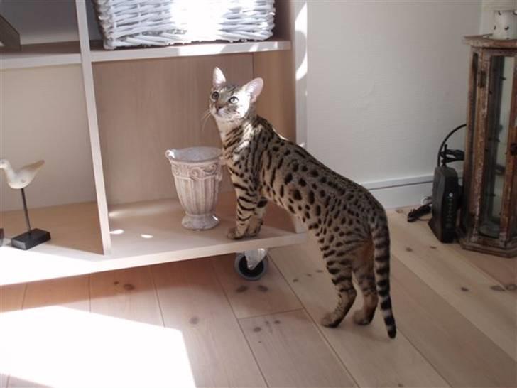 Bengal Cleo billede 13