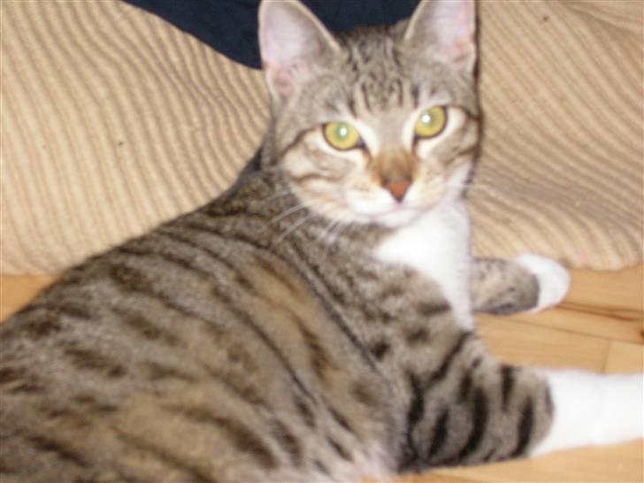 Blanding af racer mickey Mouse billede 4