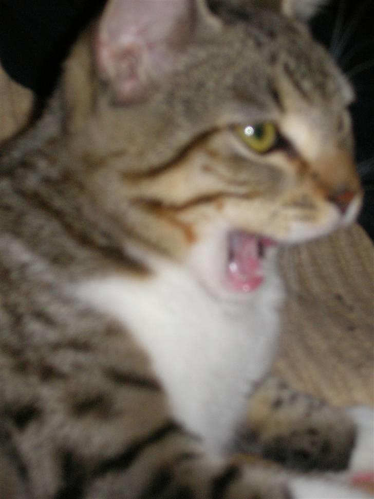 Blanding af racer mickey Mouse billede 5