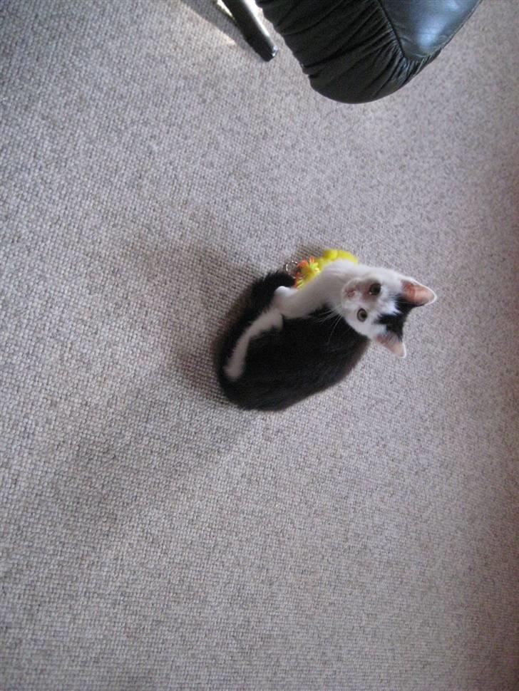 Huskat musse billede 2