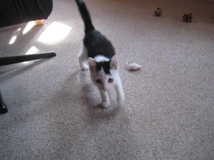 Huskat musse billede 3