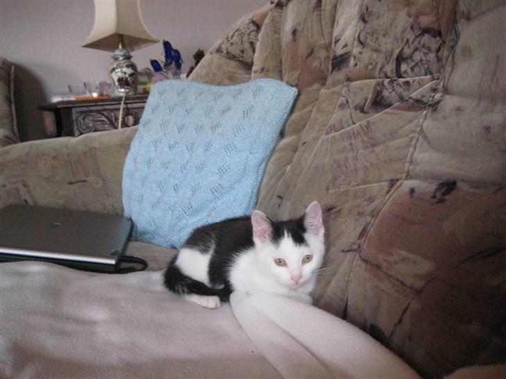 Huskat musse billede 4