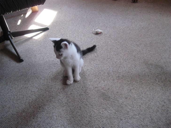 Huskat musse billede 5