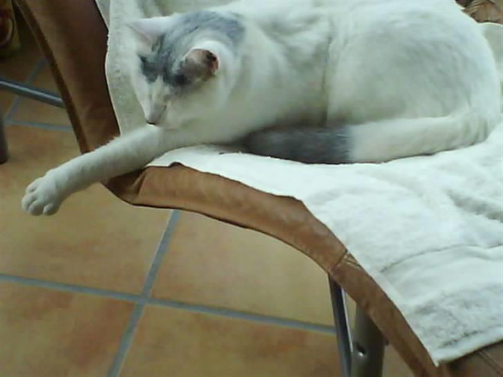 Huskat Pelle billede 7