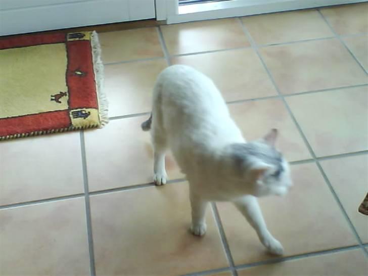 Huskat Pelle billede 8