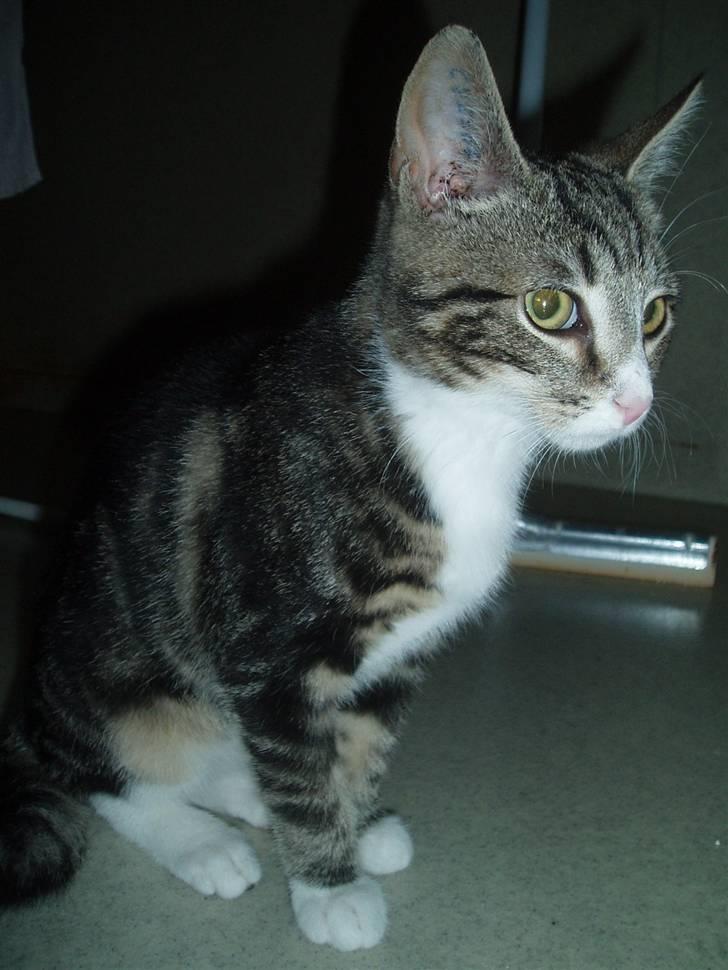 Huskat Taco (lforsvundet) - September 2007 billede 1