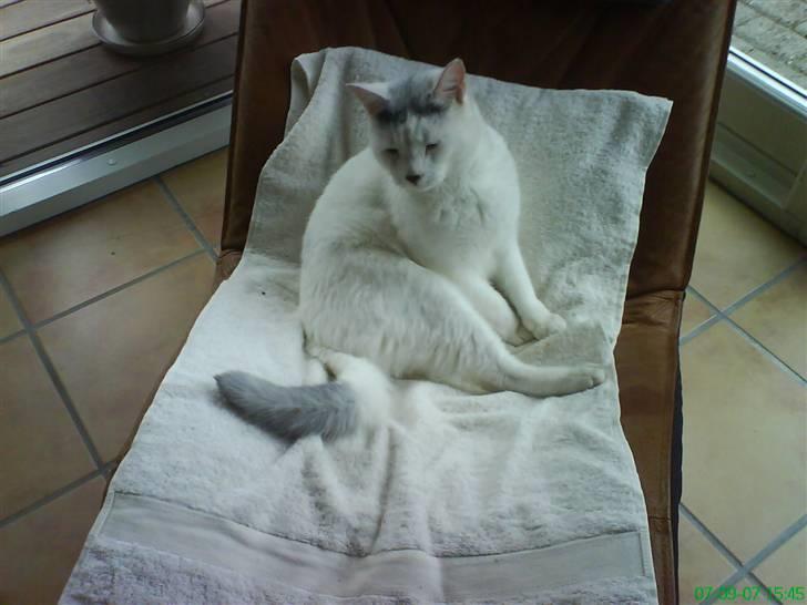 Huskat Pelle billede 9