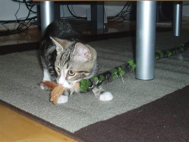 Huskat Taco (lforsvundet) - September 2007 billede 2