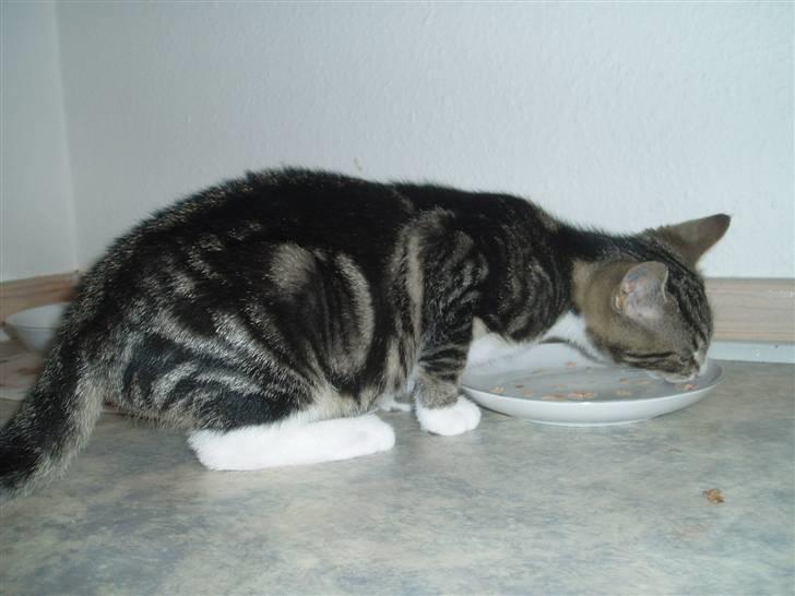 Huskat Taco (lforsvundet) - September 2007 billede 3