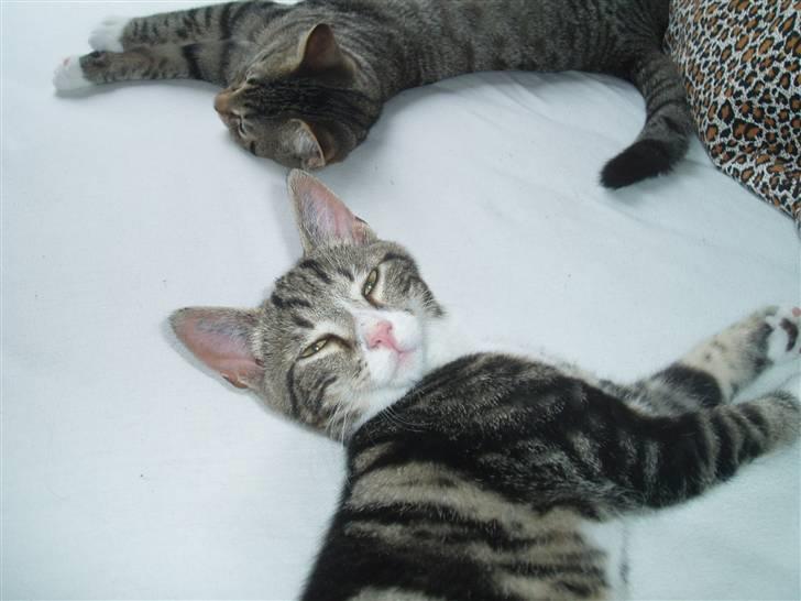 Huskat Taco (lforsvundet) - September 2007 billede 4