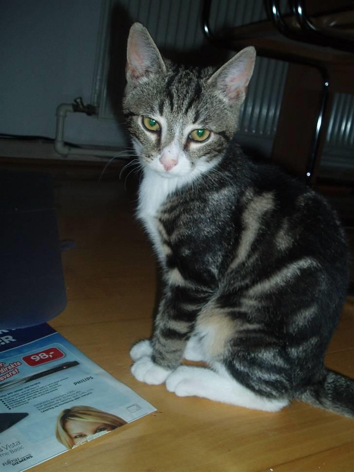 Huskat Taco (lforsvundet) - September 2007 billede 5