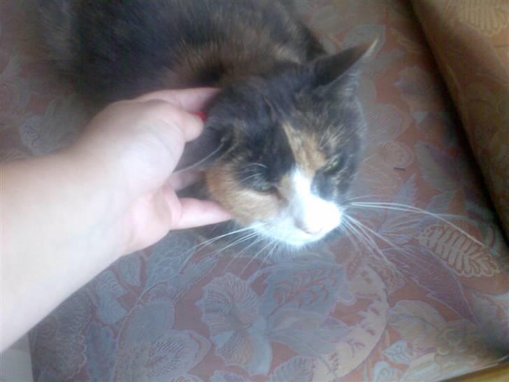 Huskat Fille - ja nus mig lidt billede 1