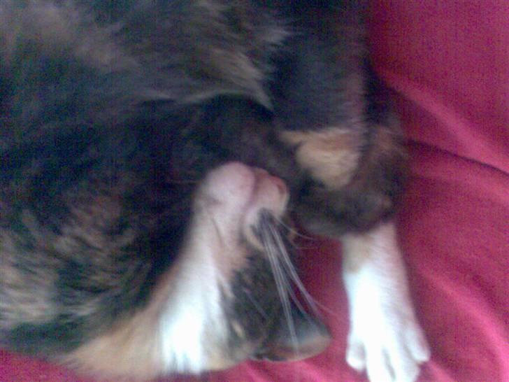 Huskat Fille billede 2