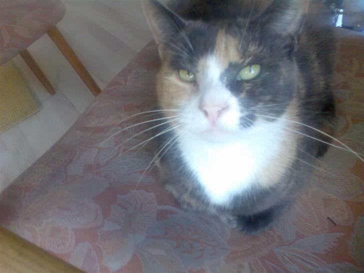 Huskat Fille billede 3