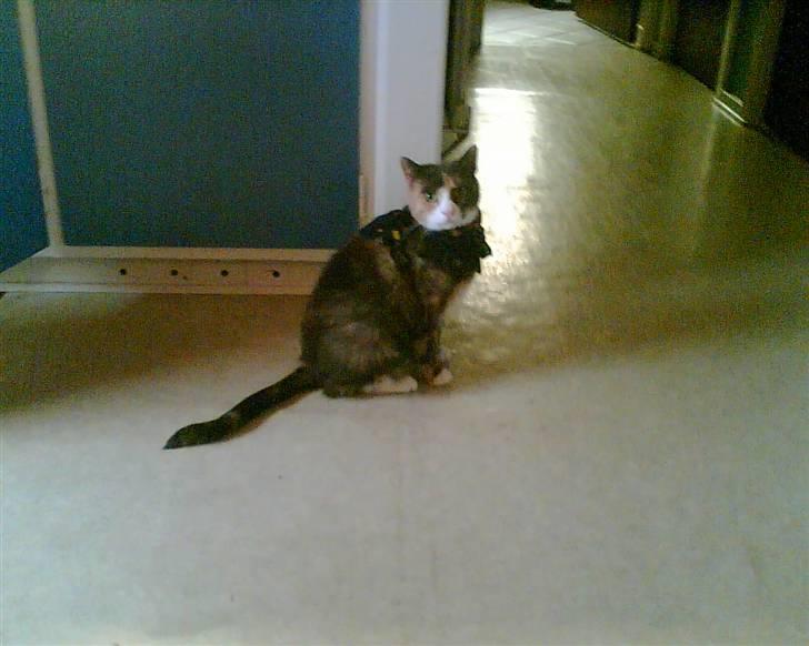 Huskat Fille - SE jeg har tørklæde på billede 4